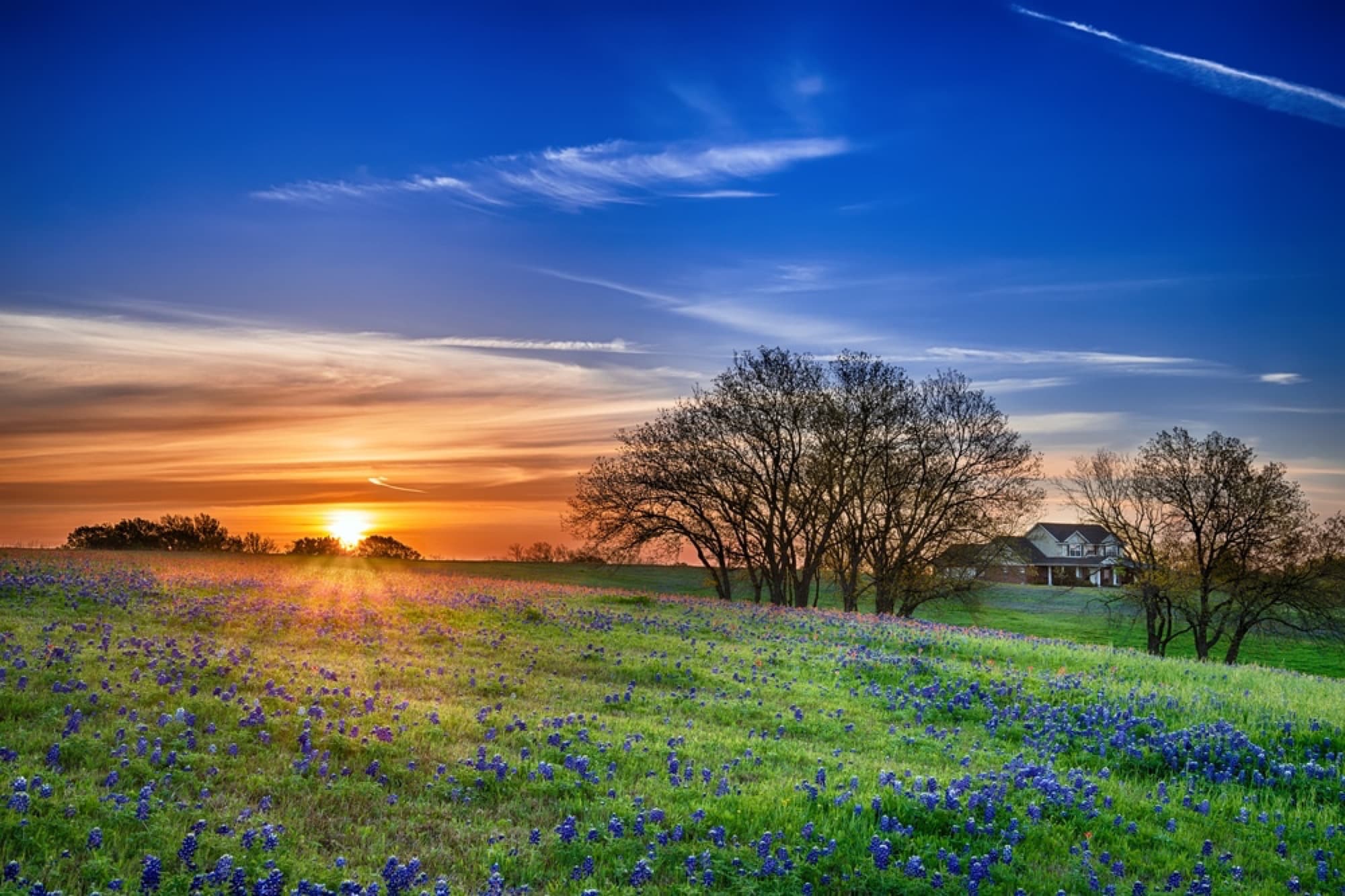 Texas bluebonnet field at sunset